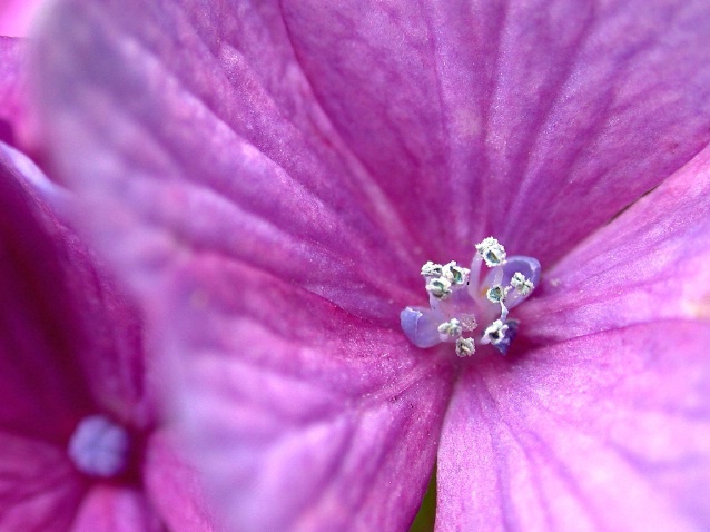 Pink Hydrangeas II - ID: 3525114 © DEBORAH thompson