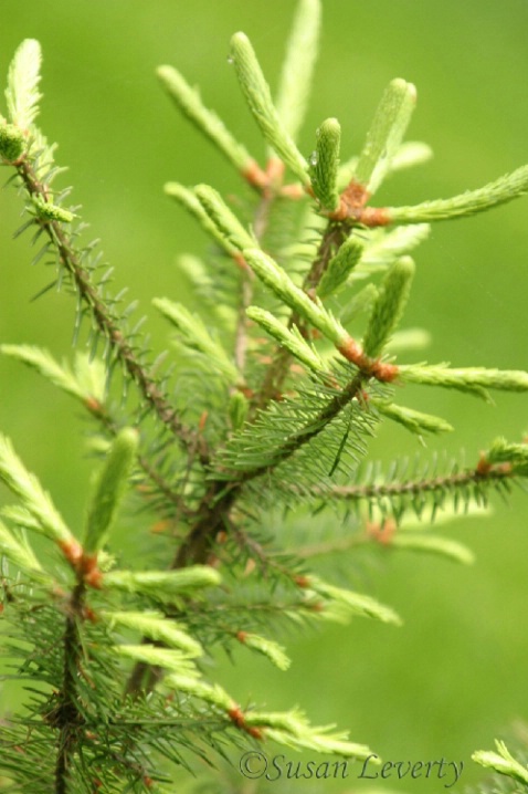 New growth on a little pine tree
