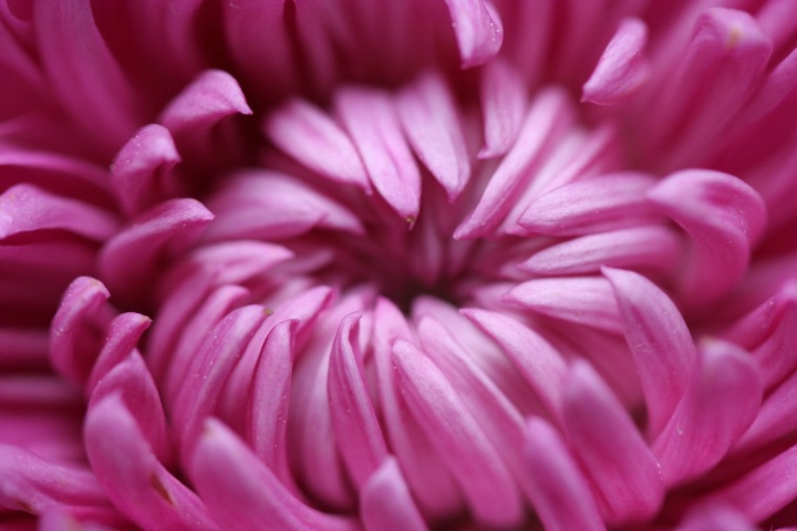 Pink Bloom