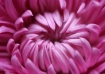 Pink Bloom