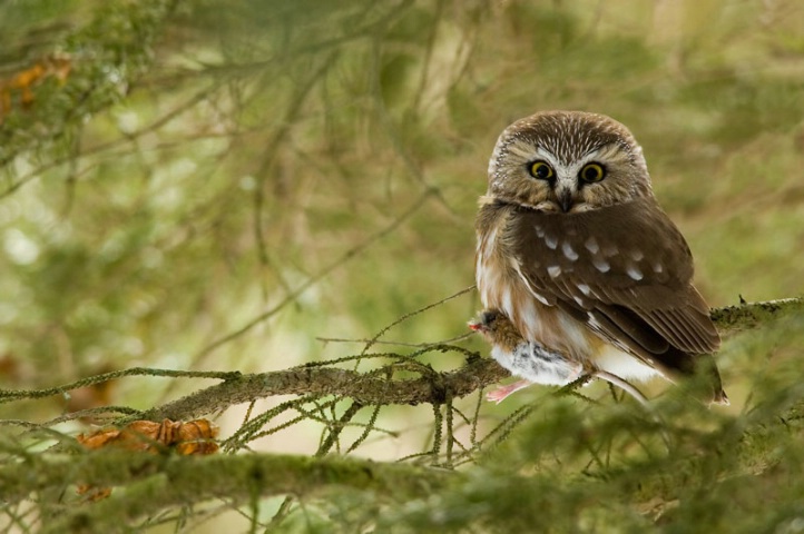 Northern Saw-Whet Owl