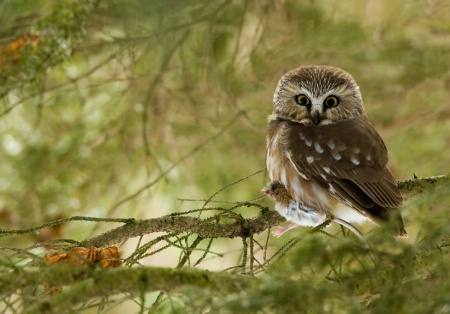 Northern Saw-Whet Owl