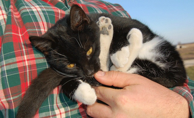 Flexible Farm Cat