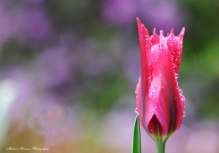 Spring Rain