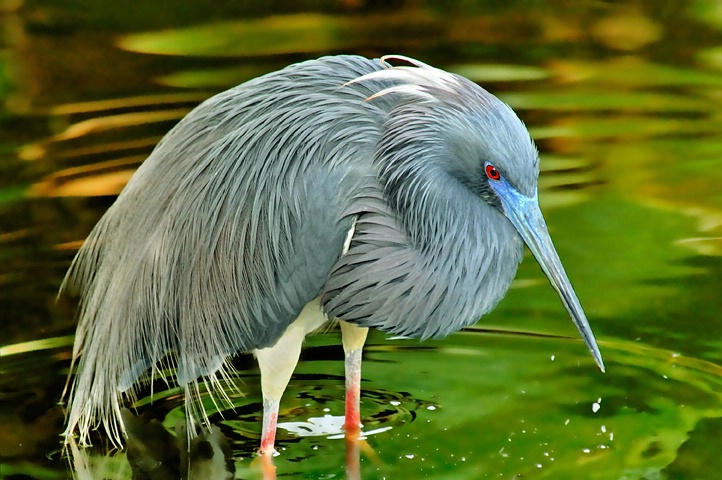Tricolored Heron in Mating Plumage