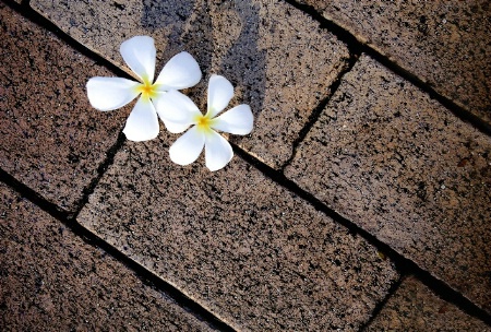 Frangipani Sidewalk