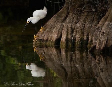 Snowy Egret Fishing