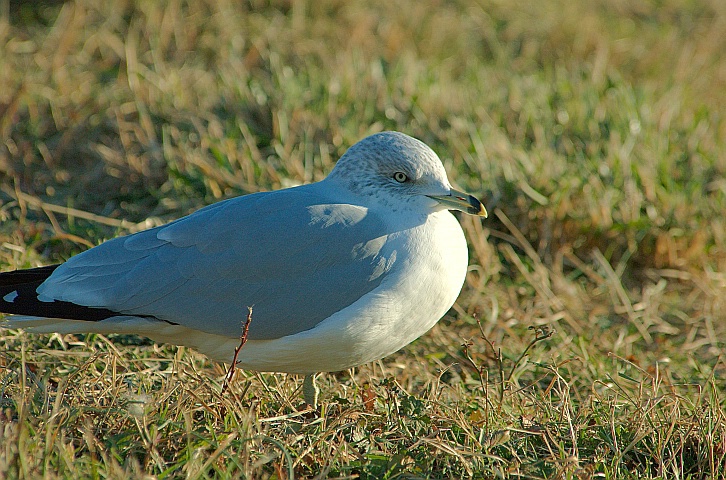 Ring-billed Gull