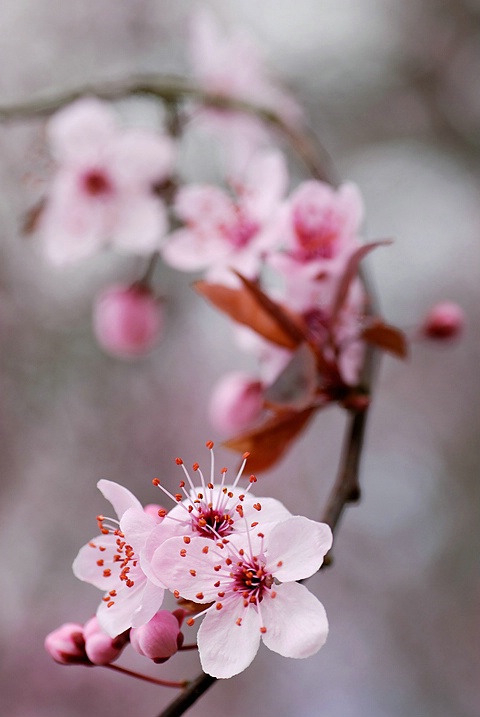 Spring Blossoms II