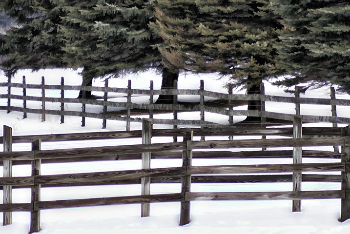 Fence Line - ID: 3529775 © Laurie Daily