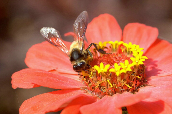 Busy Bee - ID: 3530203 © VISHVAJIT JUIKAR
