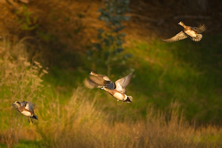 Ducks Taking Wing