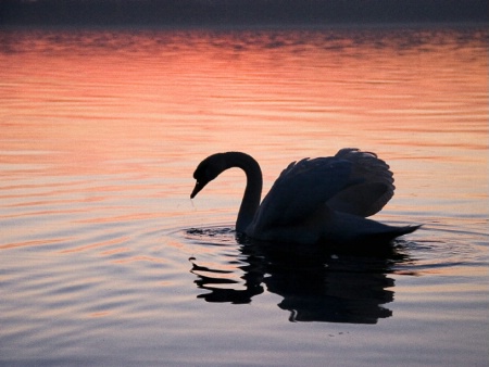 ~ Sunset swan dance ~