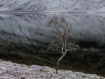 Solitude Standing