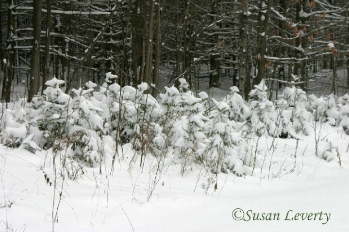 Snow covered little pine trees