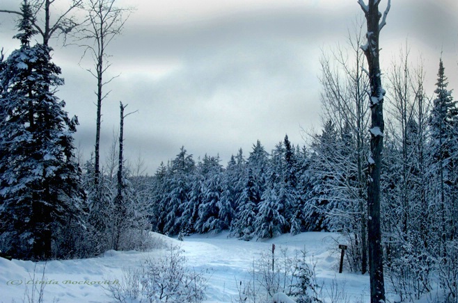 Snow covered trees in Grand Marais MN