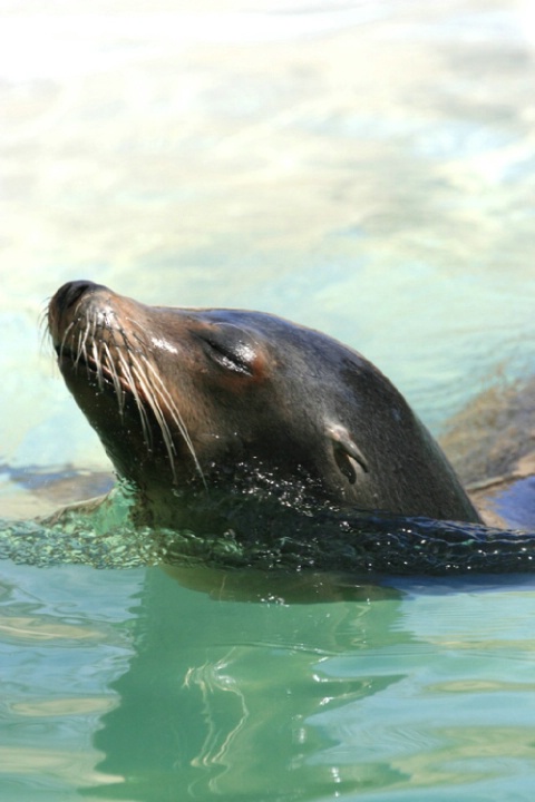 Sea Lion Whiskers (C)