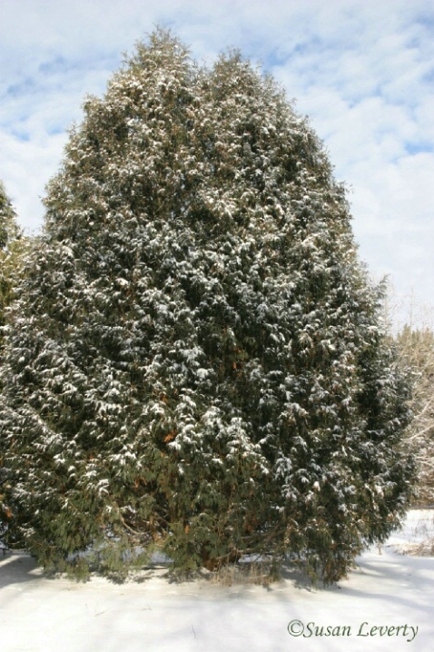Winter, Cedar trees