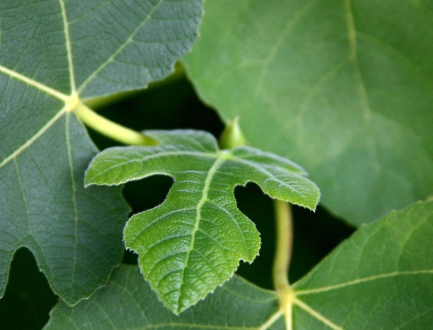 Luscious Fig Leaves - ID: 3535113 © DEBORAH thompson