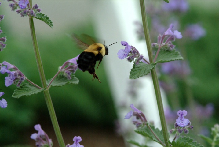 FLOWER JUMPER