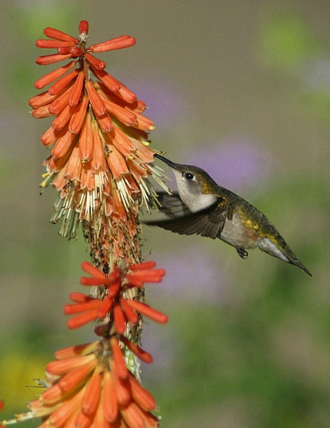 Hummer and Red Hot Poker