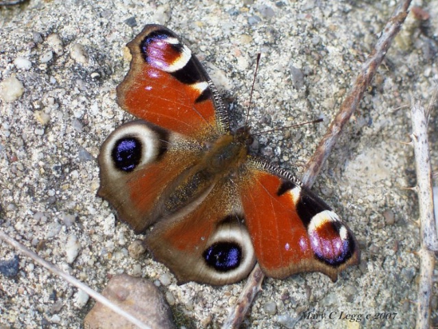 first peacock of spring