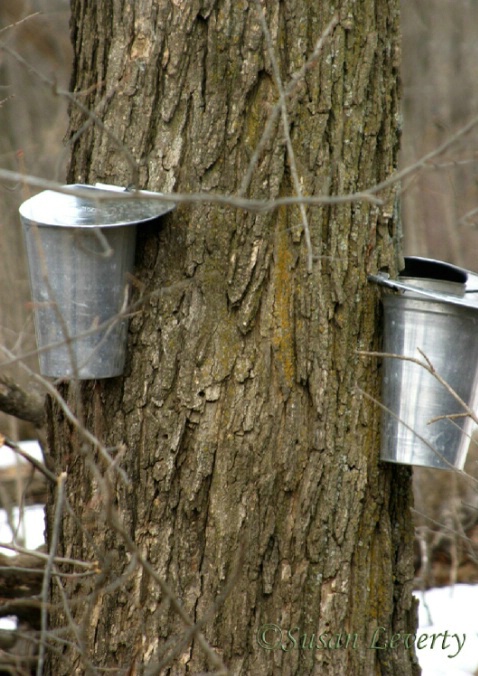 Collecting Maple Syrup