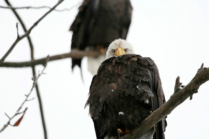 Two Eagles - ID: 3539216 © DEBORAH thompson