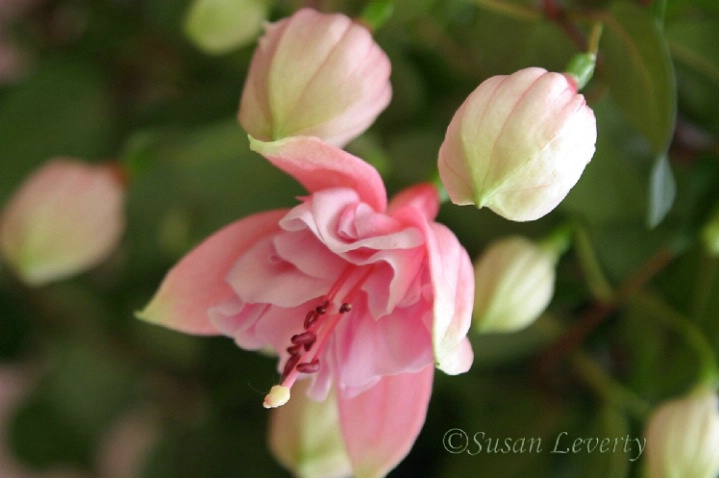 A Pink Fuschia with buds