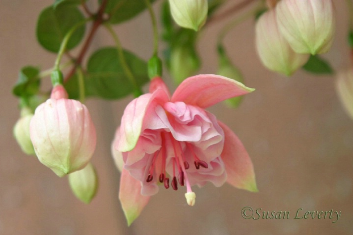A Pink Fuschia with buds 2