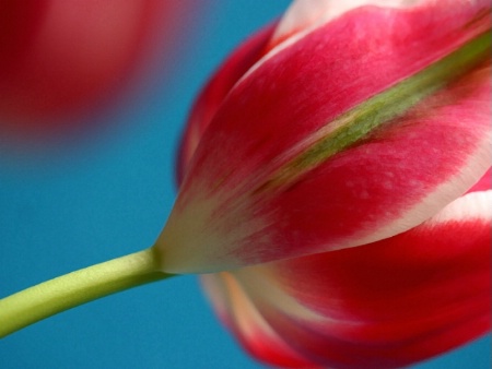 Tulip #3