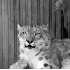 © Linda R. Ragsdale PhotoID# 3541124: Snow Leopard
