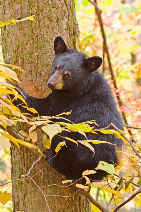 Black Bear Cub - ID: 3541192 © James E. Nelson