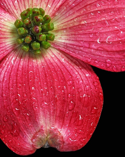 Dogwood