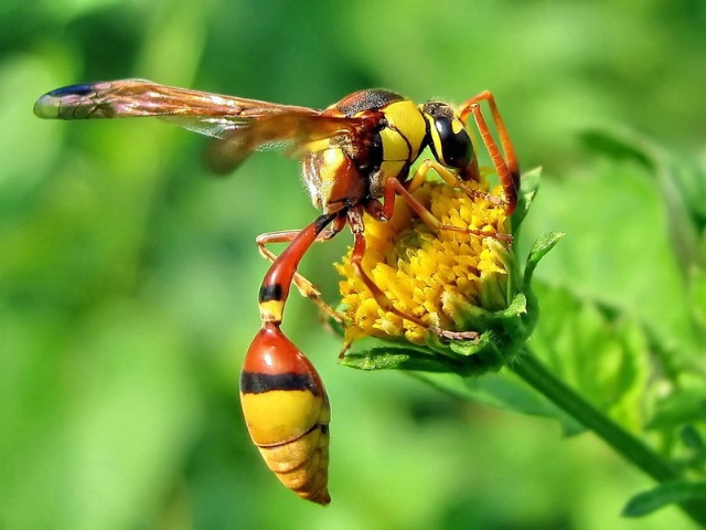 Wasp In Flower