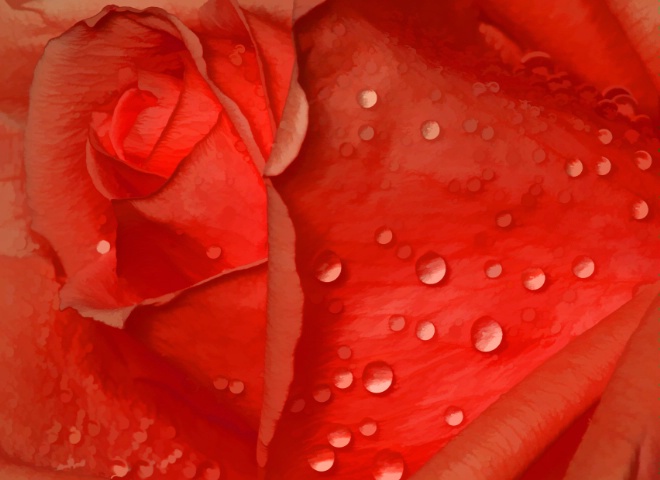 Dewy rose