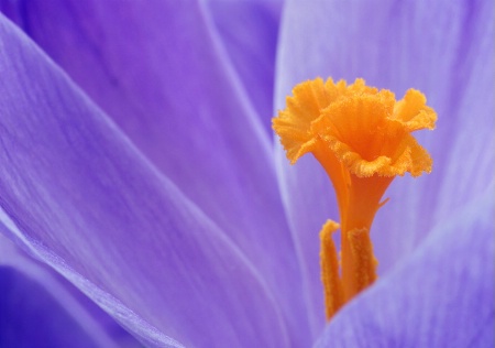 Spring Crocus