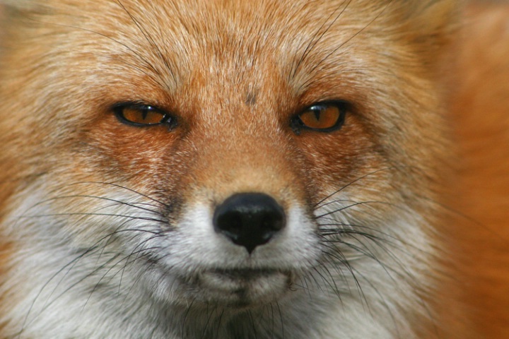 Fox Up-Close