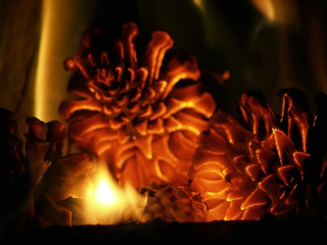 burning cones - ID: 3544333 © Lynne Hough