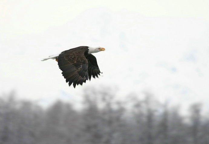 Fly BY - ID: 3544392 © DEBORAH thompson