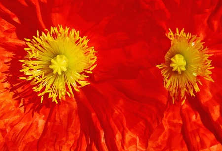 Flower Macro with Buzz