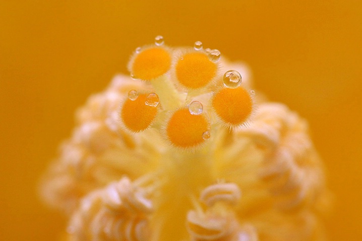 Water Drops on a Hibiscus - ID: 3547337 © Janine Russell