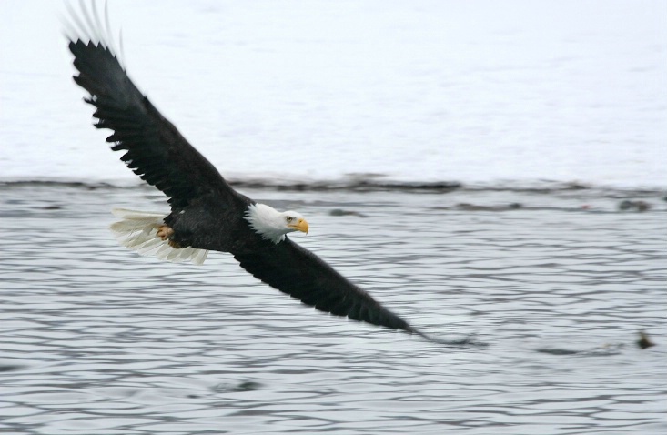 Wings and A Scowl - - ID: 3547595 © DEBORAH thompson