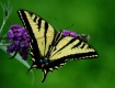 Swallowtail