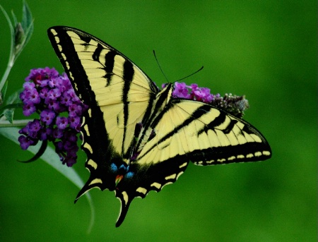 Swallowtail