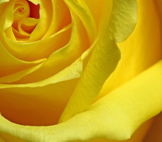 yellow unfolding