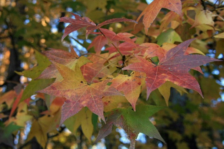 Fall Colors - ID: 3548842 © Lisa R. Buffington