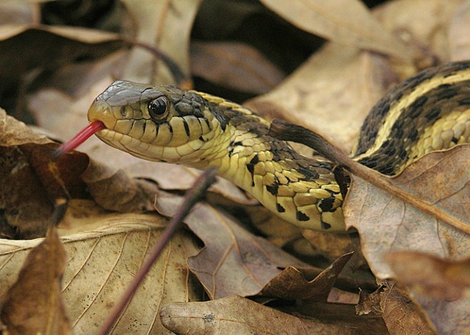 Garter Snake, Jan 07, Greenville, SC - ID: 3548884 © george w. sharpton
