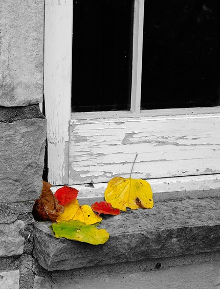 Leaves on Window