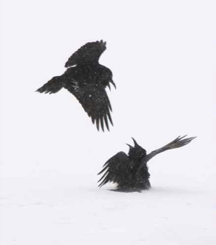 Slap-Happy Ravens - ID: 3552949 © DEBORAH thompson